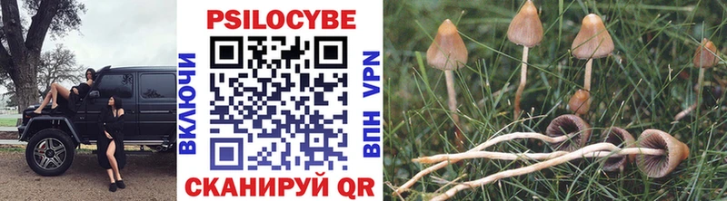 kraken ССЫЛКА  Владимир  Псилоцибиновые грибы Psilocybe 